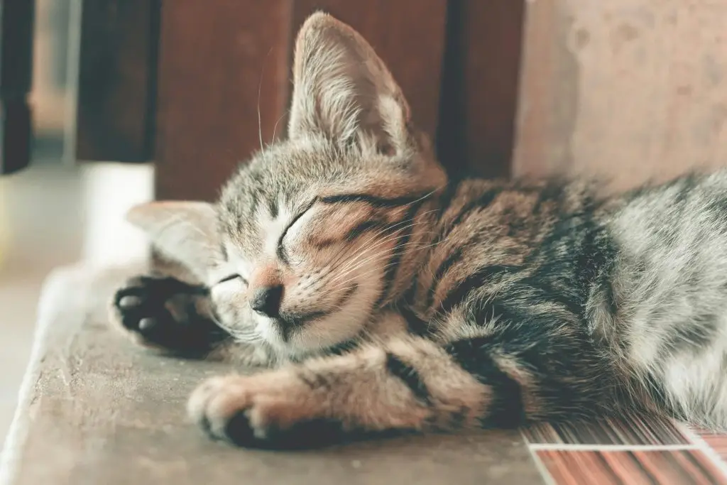 Dormir